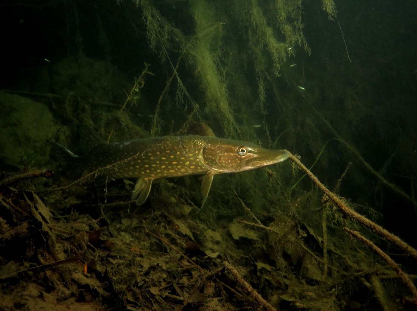 Esox lucius Linnaeus, 1758